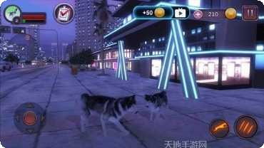 哈士奇斗虎最新版本