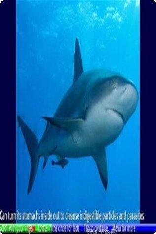 鲨鱼的复仇最新版本