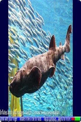 鲨鱼的复仇好玩吗