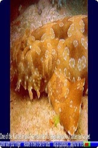 鲨鱼的复仇怎么玩