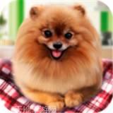 宠物狗生活模拟正版手游下载
